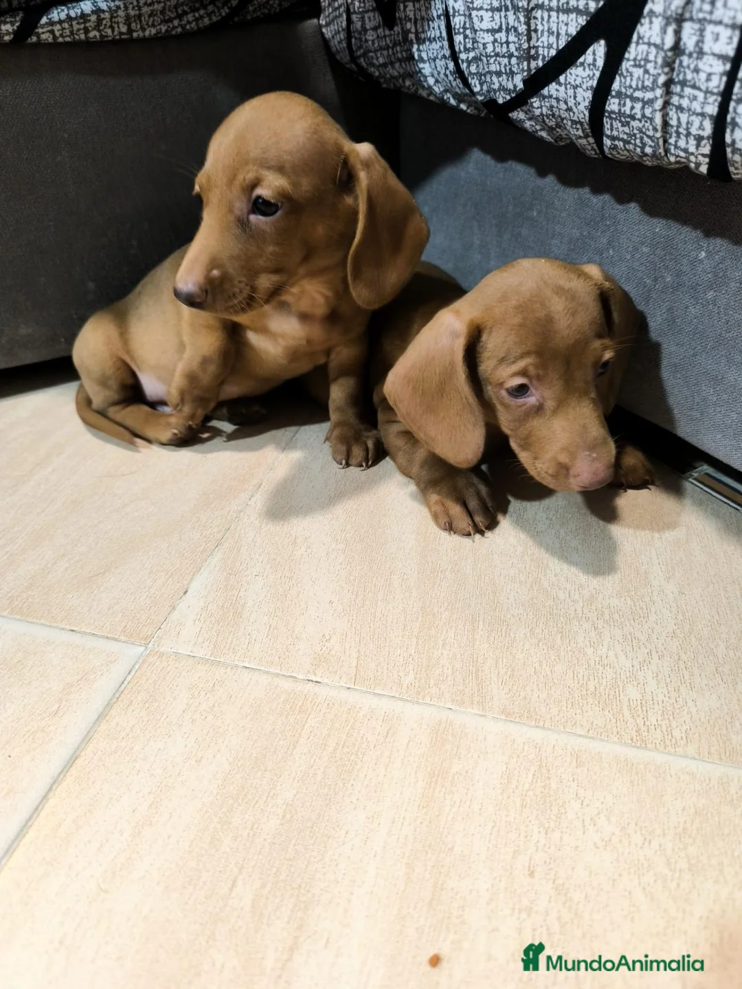 Teckel Miniatura perros en venta: Disponible Teckels miniatura de excelente calidad  - Anuncio 2