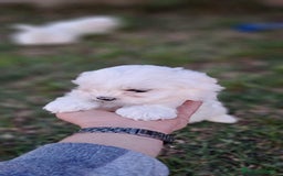 Bichón Maltés perros en venta: Dulce cachorrito de Bichón Maltés - Imagen 2