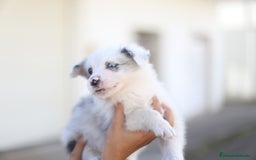 Border Collie perros en venta: Cachorros Border Collie  - Imagen 15