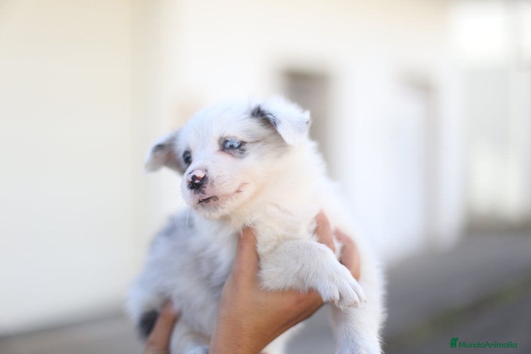 Border Collie perros en venta: Cachorros Border Collie  - Imagen 15