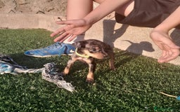 Pinscher Miniatura perros en venta: MINI PINCHER  - Imagen 4