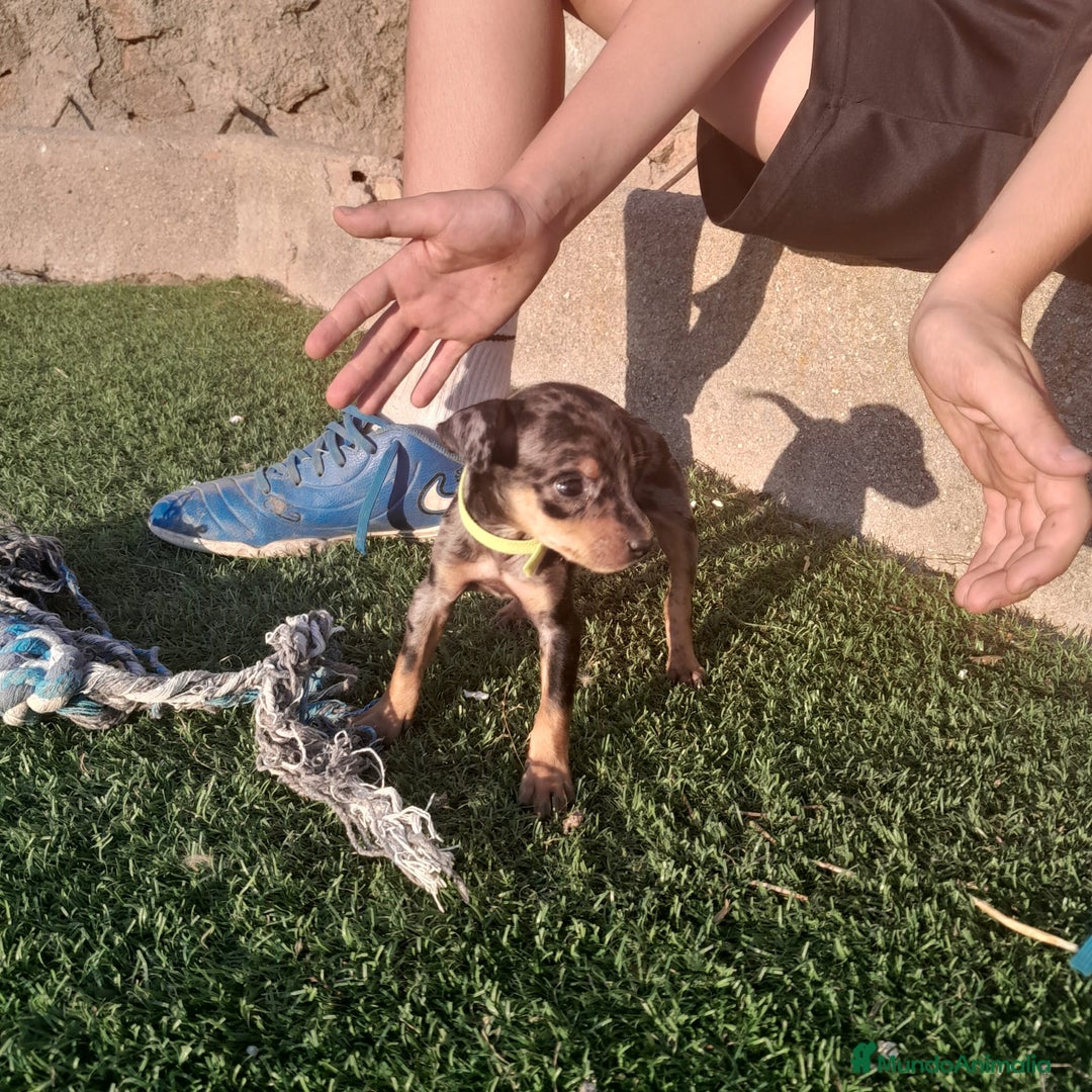 Pinscher Miniatura perros en venta: MINI PINCHER  - Imagen 4