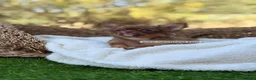Chihuahua perros en venta: CHIHUAHUA PELO LARGO - Anuncio 4