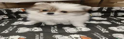 Pomerania perros en venta: Pomerania Toy - Anuncio 5