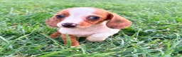 Teckel Miniatura perros en venta: Teckel kaninchen  - Anuncio 10