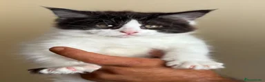 Maine Coon 1