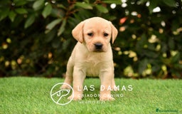 Labrador Retriever perros en venta: Labrador retriever disponibles.  - Imagen 4