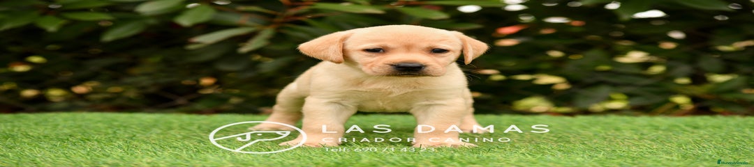 Labrador Retriever Hembra color dorado