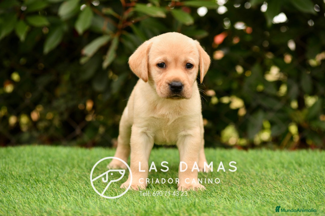 Labrador Retriever perros en venta: Labrador retriever disponibles.  - Imagen 4