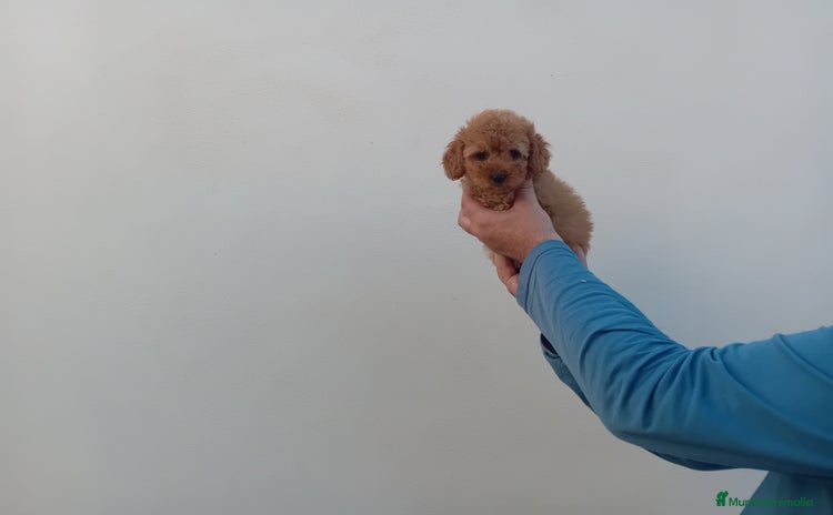 Caniche Toy perros - Anuncio 1