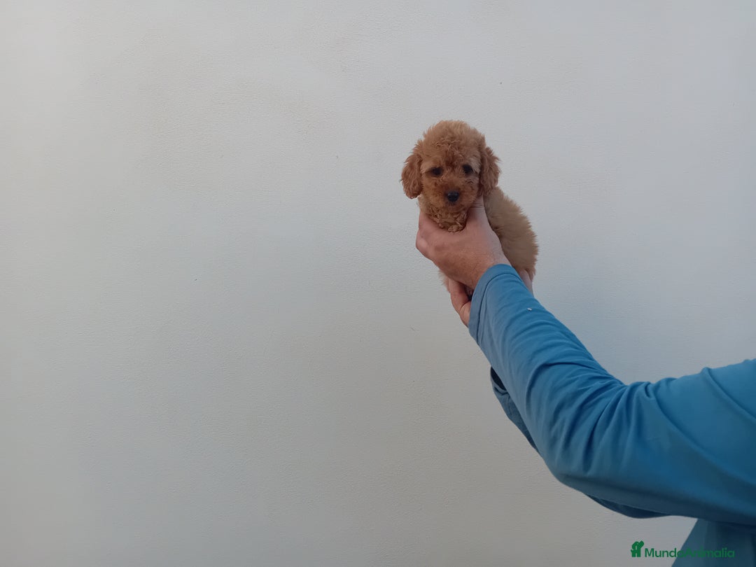Caniche Toy perros en venta: ‼️‼️CANICHE HEMBRA TOY ROJA 50% ASIÁTICA  - Imagen 1