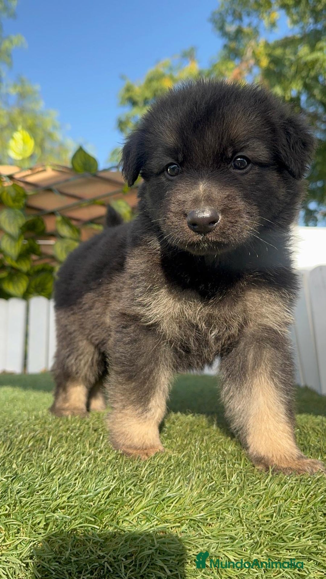 Pastor Alemán perros en venta: PASTOR ALEMÁN HEMBRA - Imagen 10