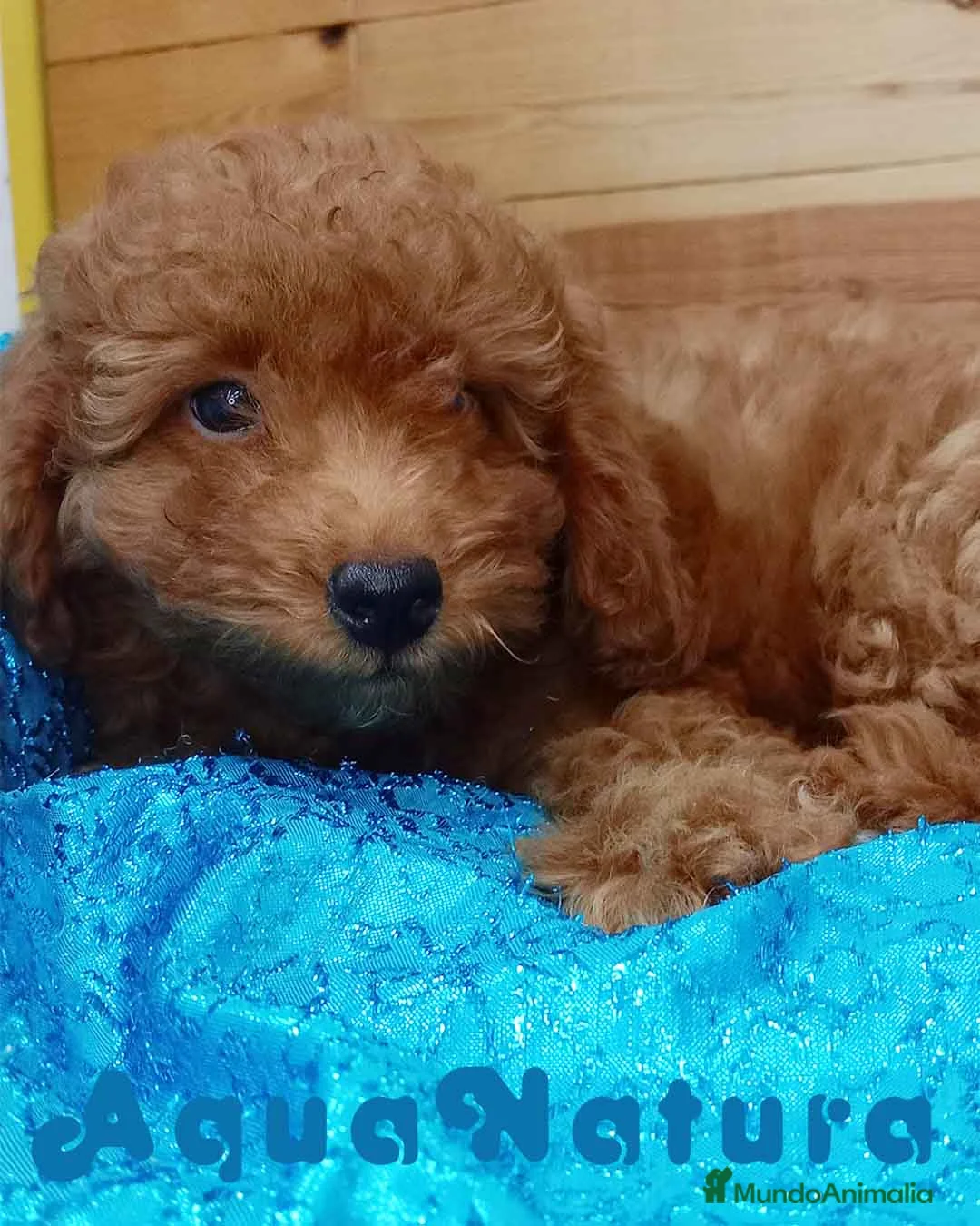 Caniche Toy perros en venta: Caniche Hembra de Bella y Can 6075 AQUANATURA en Barcelona - Anuncio 2