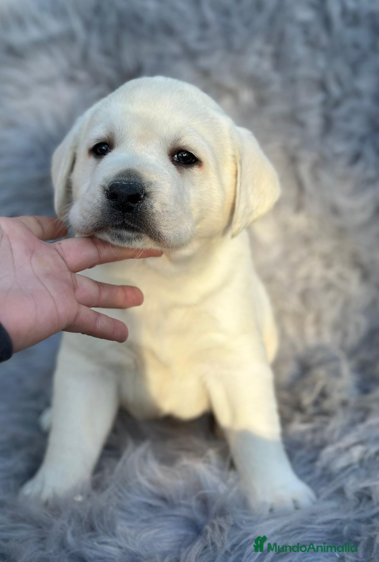 Labrador Retriever perros LABRADOR RETRIEVER PEDIGREE - Anuncio 26