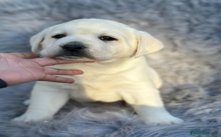 Labrador Retriever perros LABRADOR RETRIEVER PEDIGREE - Anuncio 1