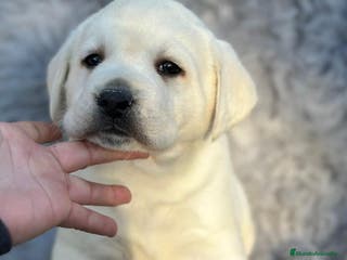 Labrador Retriever perros LABRADOR RETRIEVER PEDIGREE - Anuncio 37