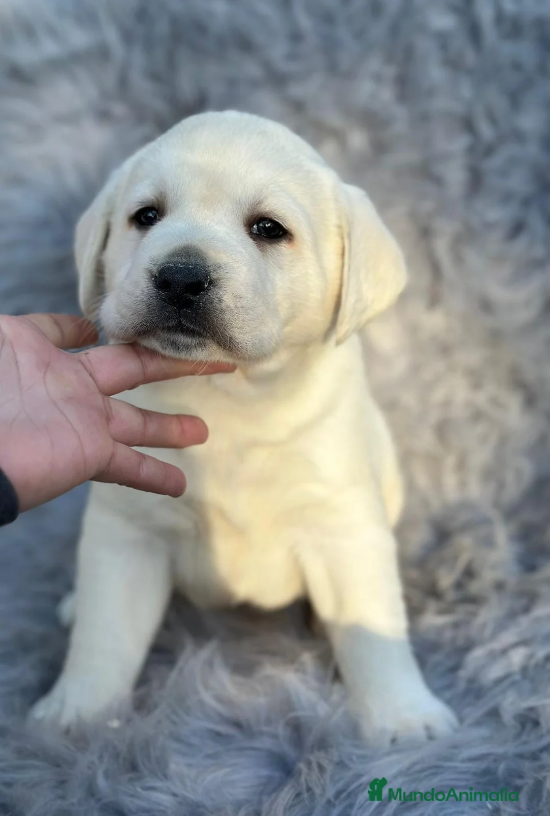 Labrador Retriever perros en venta: LABRADOR RETRIEVER PEDIGREE - Anuncio 1