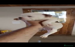 American Bully perros en venta: American bully pocket  - Imagen 4