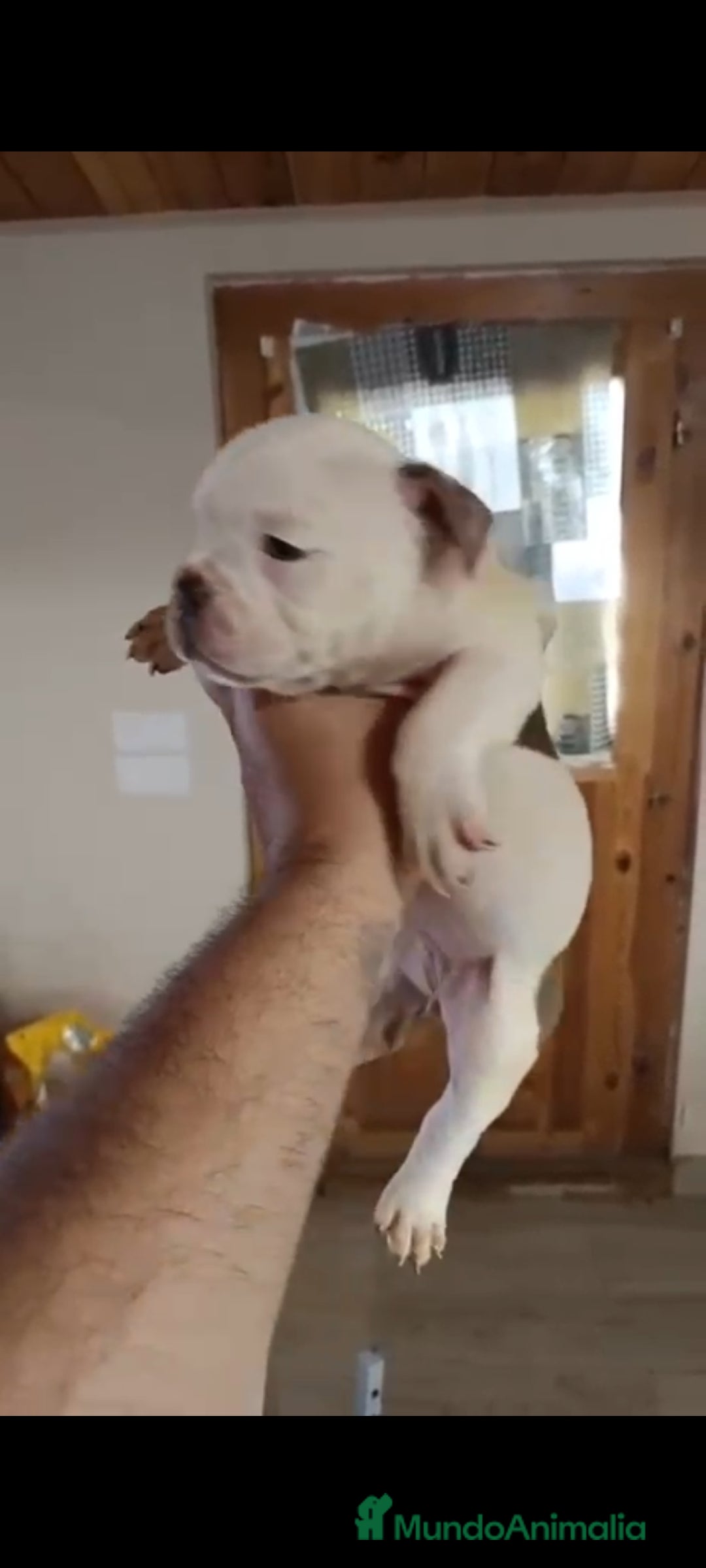 American Bully perros en venta: American bully pocket  - Imagen 4
