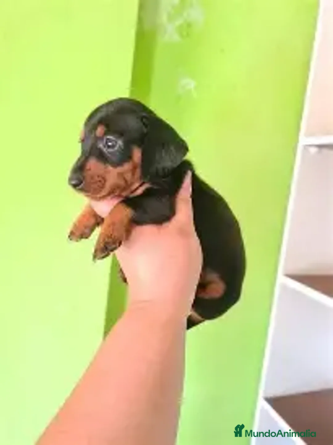 Teckel Miniatura perros en venta: TECKEL NEGRO FUEGO  - Anuncio 2