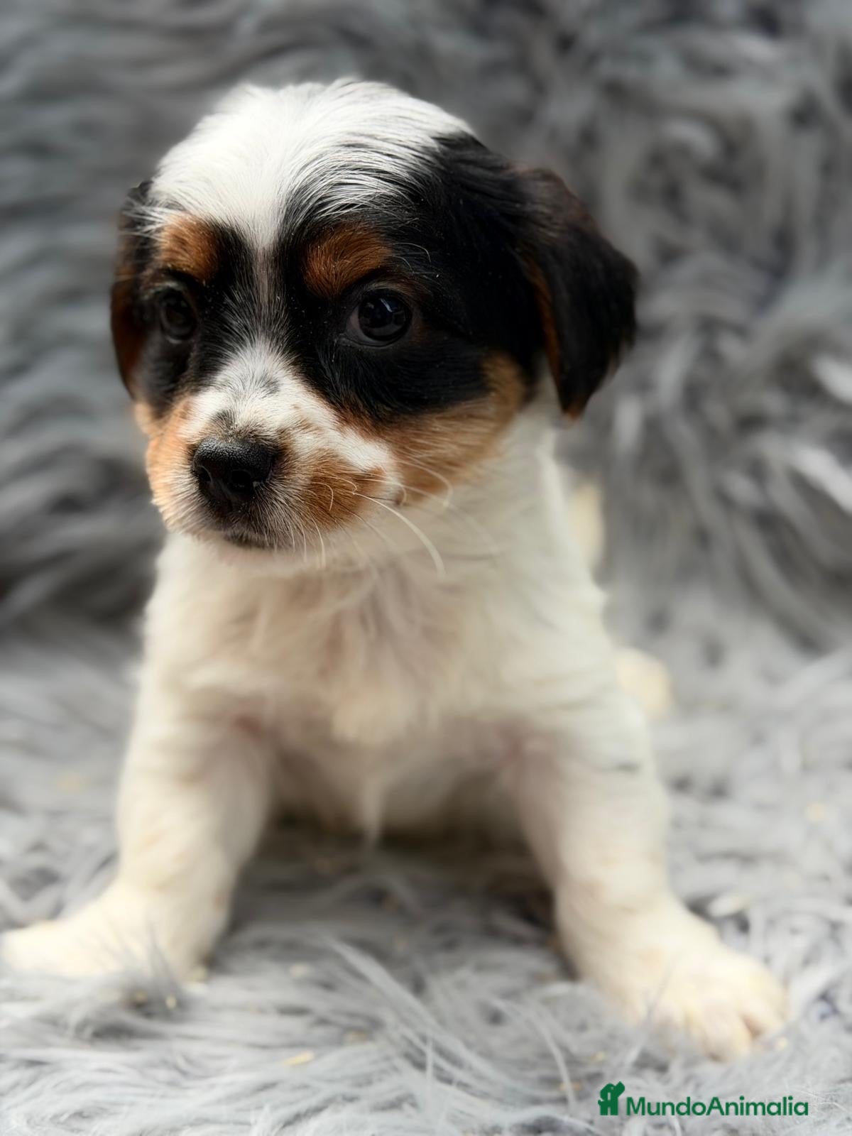 Biewer Yorkshire Terrier a la Pom Pon perros Camada preciosos Biewer  - Anuncio 1