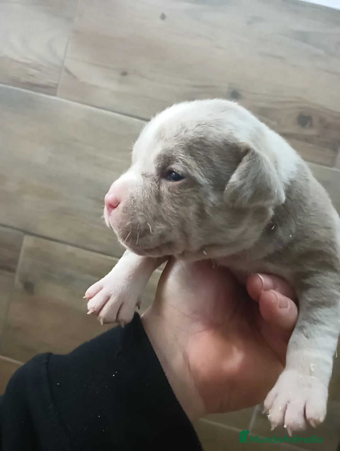 American Bully perros en venta: American bully micro exotic - Anuncio 7