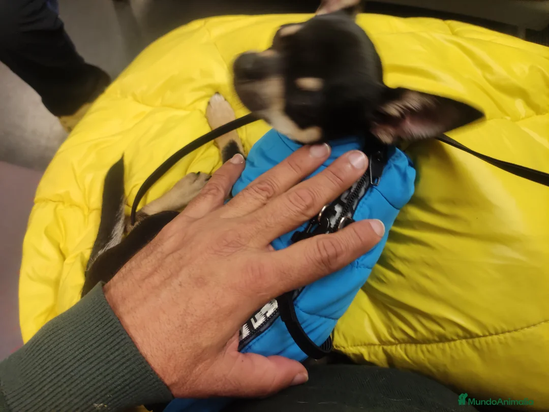 Chihuahua perros en venta: Chihuahua muy bonito - Anuncio 3