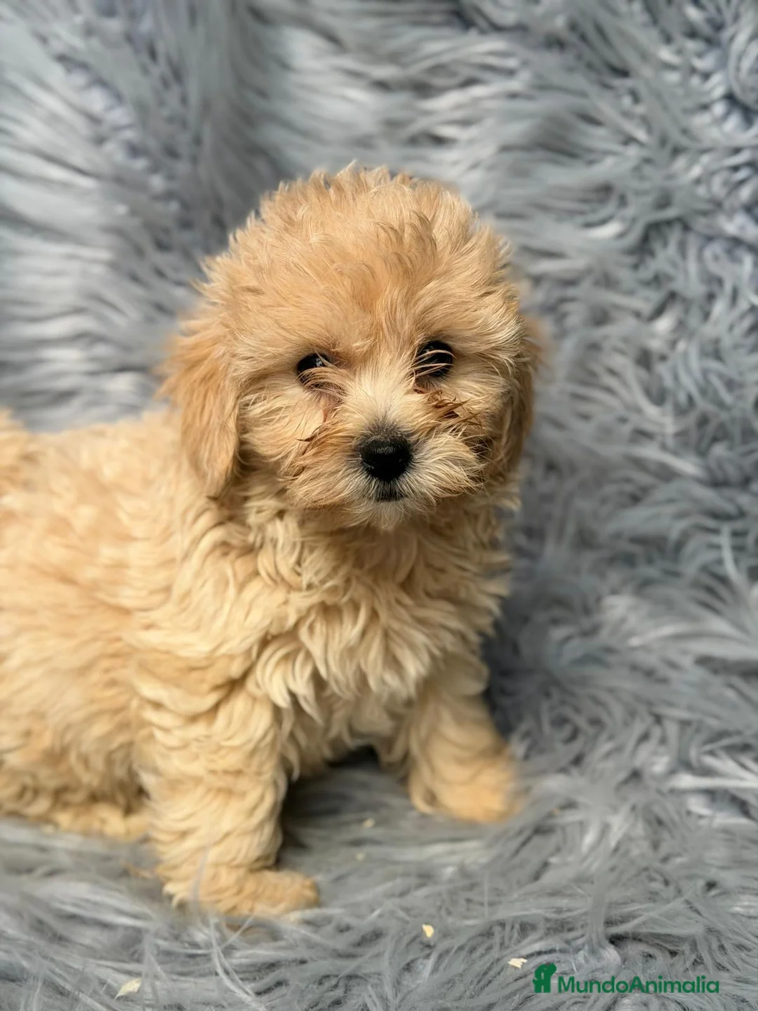 Maltipoo perros en venta: Maltipoo macho - Anuncio 6