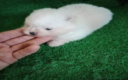 Pomerania perros en venta: Camadas de Pomerania - Anuncio 7