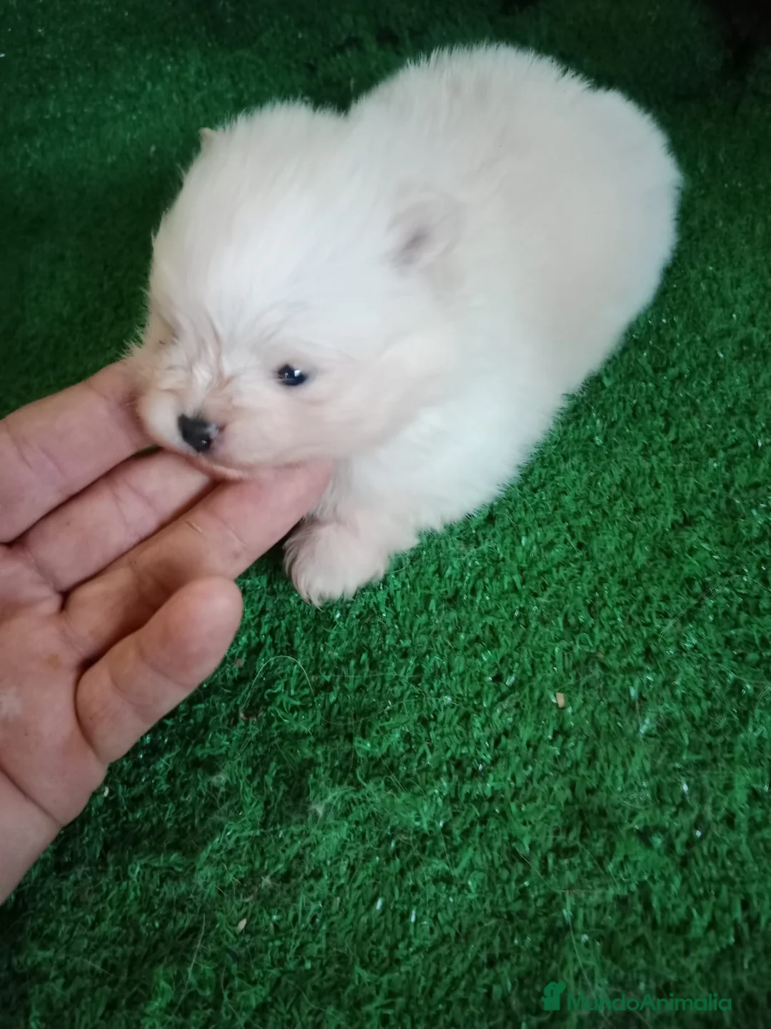 Pomerania perros en venta: Camadas de Pomerania - Anuncio 7