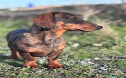 Teckel Miniatura perros en venta: Teckel miniatura - Anuncio 5