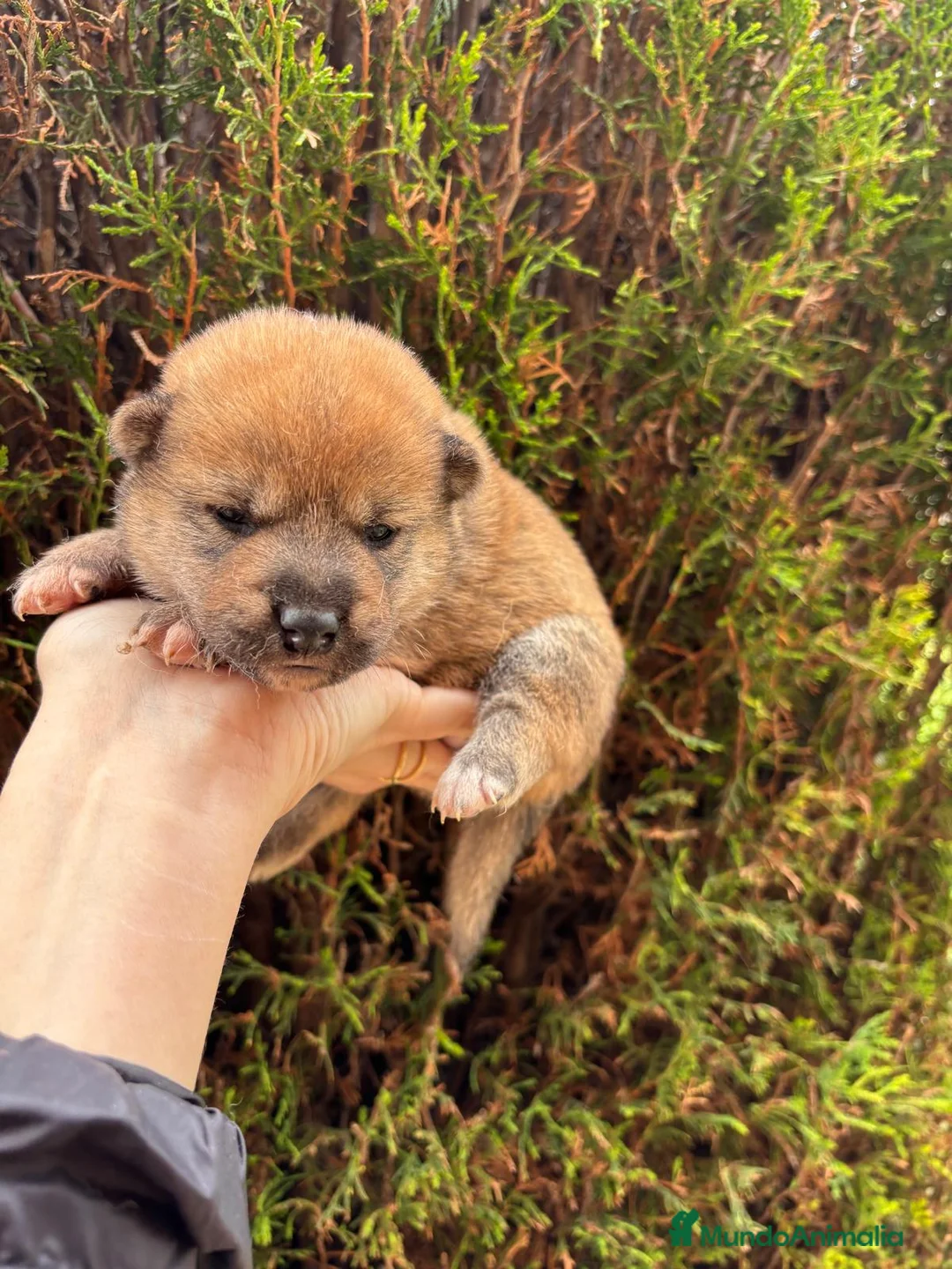 Shiba Inu perros en venta: Shiba inu macho y hembra !! - Anuncio 2