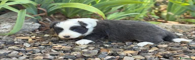 Border Collie Azul
