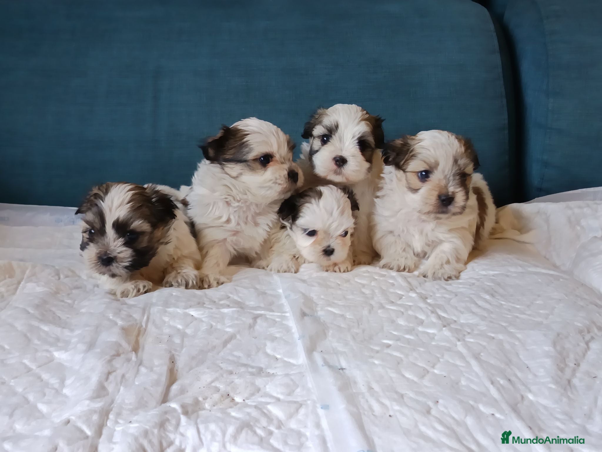 Shih Tzu perros MalShi. Shihtzu x Maltes - Anuncio 1