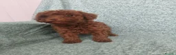Caniche Toy perros en venta: Caniche Toy - Anuncio 2