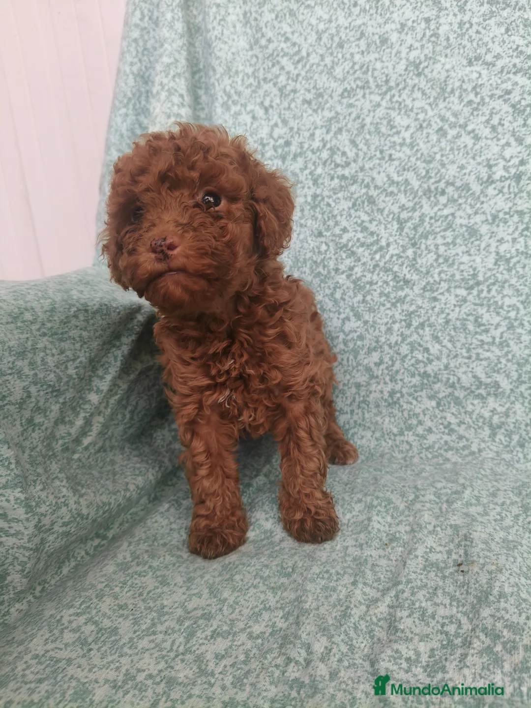 Caniche Toy perros en venta: Caniche Toy - Anuncio 2