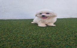 Bichón Maltés perros en venta: Bichon maltés toy - Imagen 3