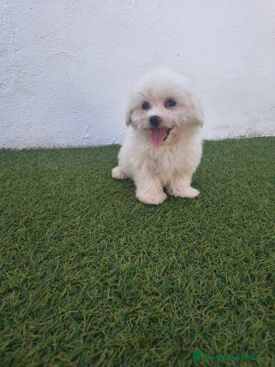 Bichón Maltés perros en venta: Bichon maltés toy - Imagen 3