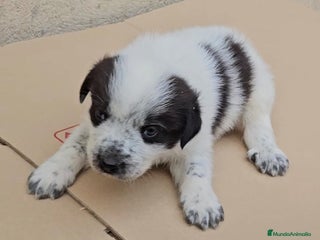 Mastín Español perros Cachorros de mastin español - Anuncio 33