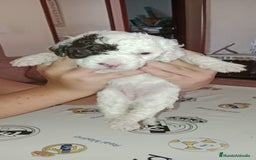 Perro de Agua Español perros en venta: Hembras perro de aguas - Imagen 1