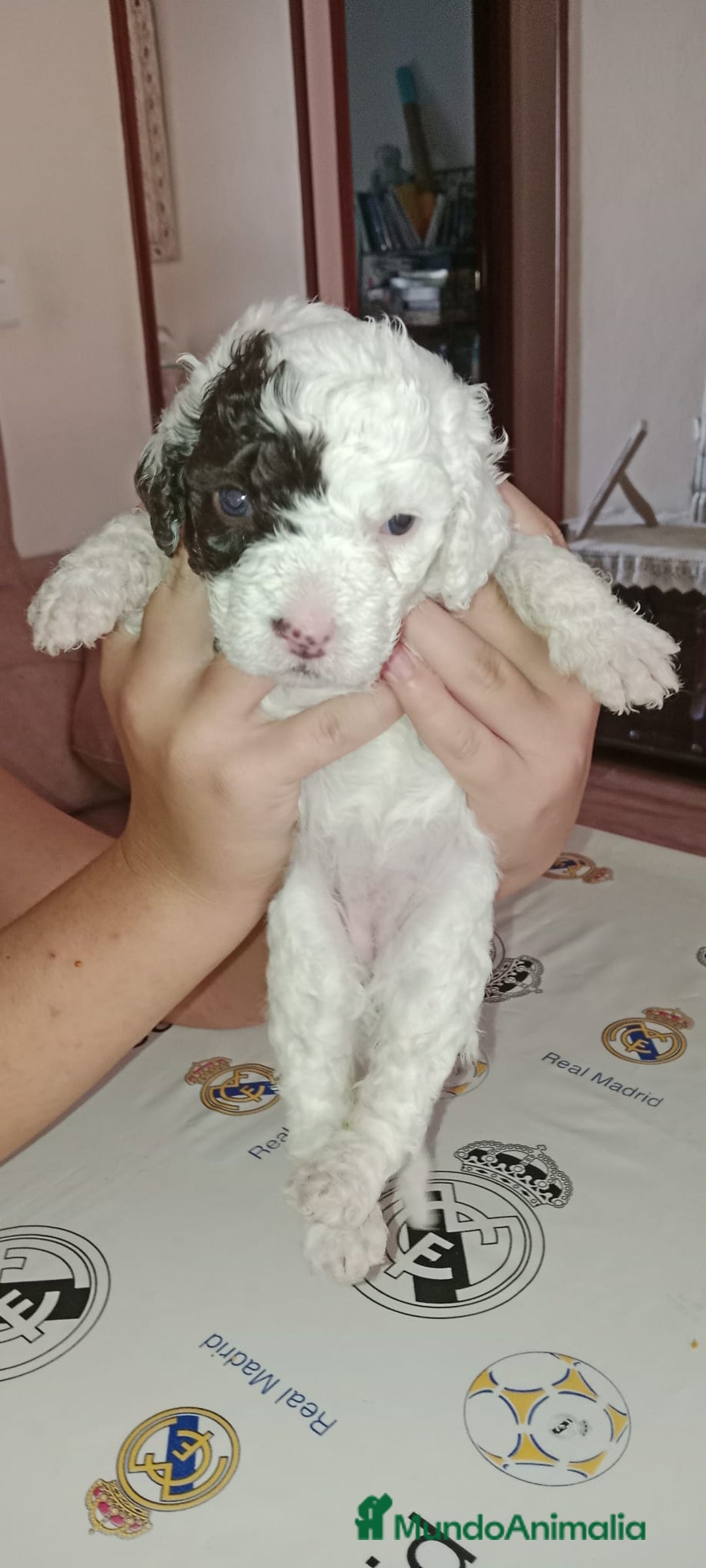 Perro de Agua Español perros en venta: Hembras perro de aguas - Imagen 1