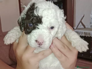 Perro de Agua Español perros - Anuncio 2