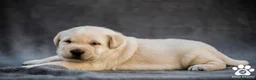 Labrador Retriever perros en venta: Cachorros de labrador retrievers amarillos  - Anuncio 5