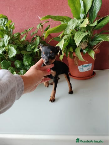 Pinscher Miniatura perros en Badajoz - Anuncio 11