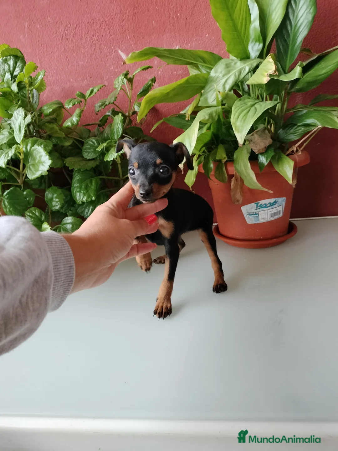 Pinscher Miniatura perros en venta: Pincher miniatura  en Badajoz - Anuncio 1