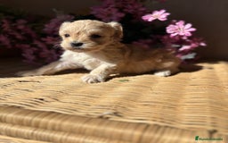 Maltipoo perros en venta: Maltipoo hembra disponible para diciembre!! - Imagen 3