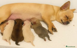 Chihuahua perros en venta: Chihuahua toy - Anuncio 1