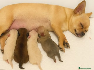 Chihuahua perros Chihuahua toy - Anuncio 4