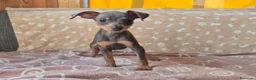 Pinscher Miniatura perros en venta: Pinscher Miniatura Cachorros  - Anuncio 2