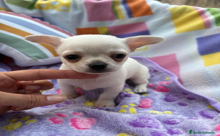 Chihuahua perros - Anuncio 3
